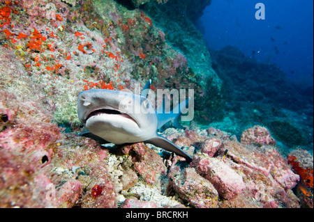 White tip reef sharks, Triaenodon obesus,  Cocos Islands, Pacific Stock Photo
