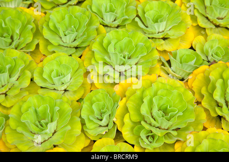 Water lettuce, Pistia stratiotes, Sabah, Borneo Stock Photo