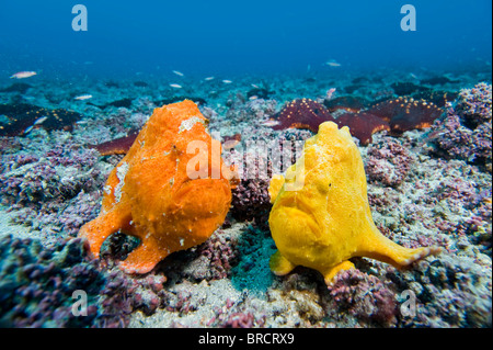 Sanguine frogfish, Antennatus sanguineus, Cocos Island, Costa Rica, East Pacific Ocean Stock Photo