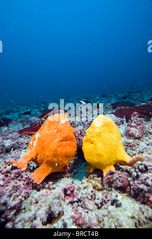 Sanguine frogfish, Antennatus sanguineus, Cocos Island, Costa Rica, East Pacific Ocean Stock Photo