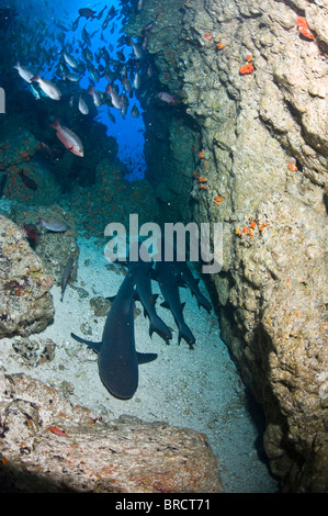 White tip reef sharks, Triaenodon obesus, Cocos Islands, Pacific Stock Photo