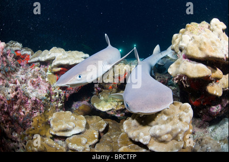 White tip reef sharks, Triaenodon obesus, Cocos Islands, Pacific Stock Photo