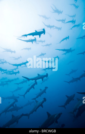 school of scalloped hammerhead sharks, Sphyrna lewini, Cocos Island, Costa Rica, East Pacific Ocean Stock Photo
