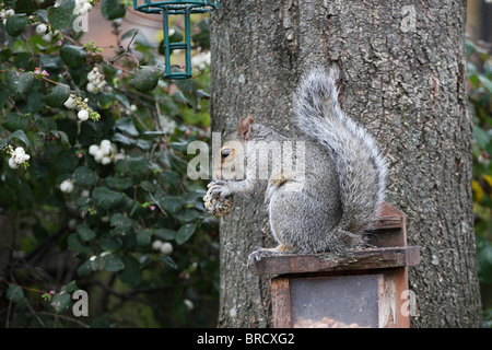 Grey squirrel eating a fat ball from the bird feeder Stock Photo