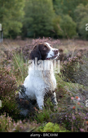 English Springer Spaniel Sitting in heather Stock Photo