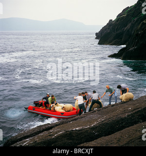 Inishtooskert, Co Kerry, Ireland, Taking Sheep To The Mainland By Boat Stock Photo