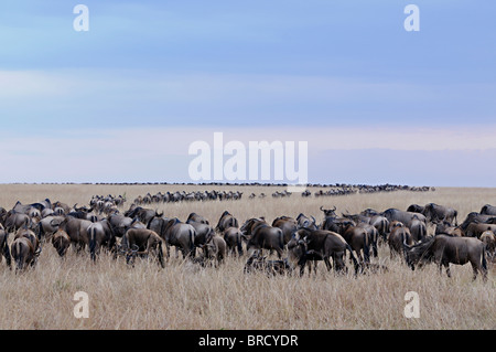 Wildebeest (or wildebeest, wildebeests or wildebai, gnu) herd crossing the grasslands in Masai Mara, Kenya, Africa Stock Photo