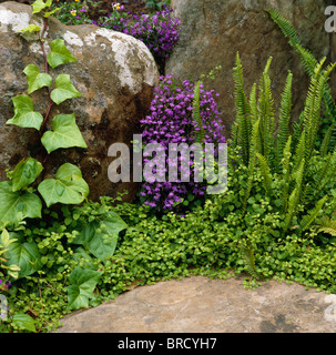 Close up of ivy with helxine and purple lobelia and ferns growing below large smooth rocks in small rockery Stock Photo