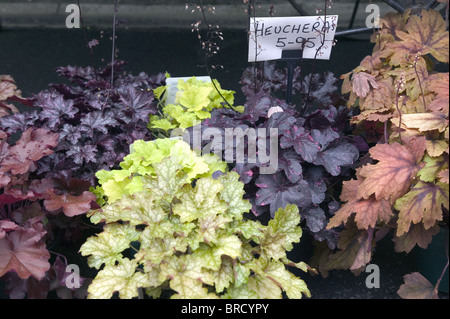 Heuchara plants Stock Photo