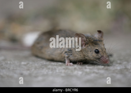 House Mouse Mus musculus Single adult portrait UK