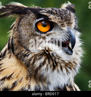 European Eagle Owl Stock Photo