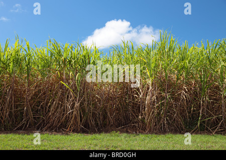 Typical sugarcane field in Eastern Australia. Stock Photo