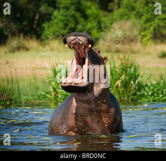 Yawning hippo Stock Photo