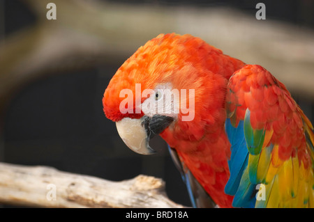 Red Macaw Head Close Up Stock Photo