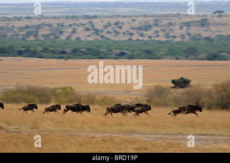 Wildebeest (or wildebeest, wildebeests or wildebai, gnu) herd on the run in Masai Mara, Kenya, Africa Stock Photo