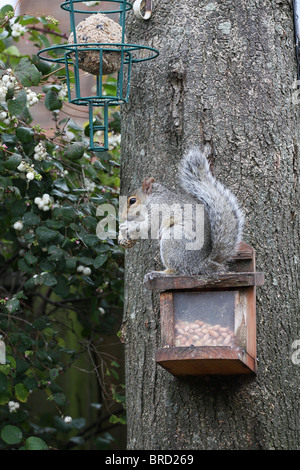 A grey squirrel eating a fat ball taken fron the bird feeder above her Stock Photo