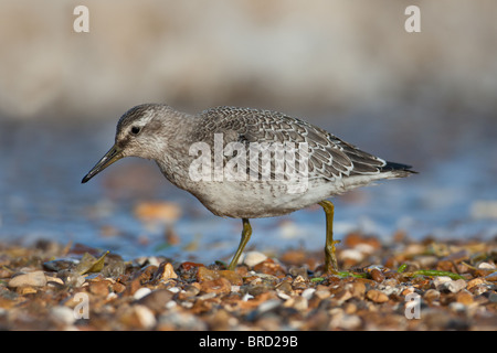 Juvenile Knot (Calidris canutus) on shingle beach with breaking waves in background, Snettisham, The Wash, Norfolk, England Stock Photo