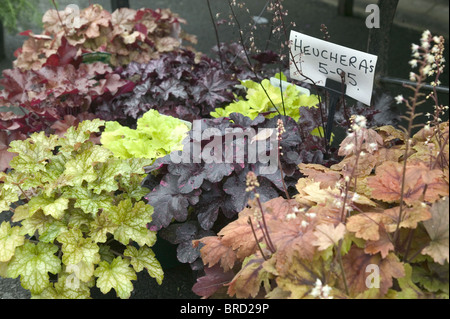 Heuchara plants Stock Photo
