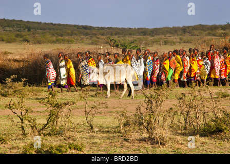 Masai women doing welcome dance with cattle grazing in the foreground, Masai Mara, Kenya, Africa Stock Photo