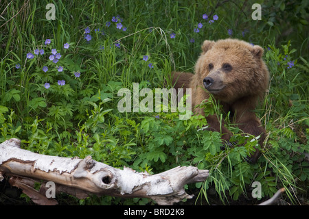 Brown bear resting in a patch of wild geraniums, Russian River, Kenai Peninsula, Kenai National Wildlife Refuge, Alaska Stock Photo