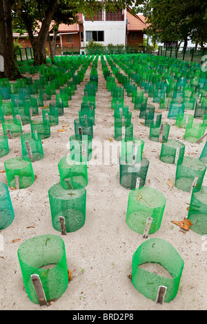 Turtle hatchery, Selingan Island, Turtle Islands National Park, Sabah, Borneo Stock Photo