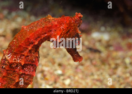Seahorse - Close up of Red Pacific seahorse (Hippocampus ingens), underwater view, off the Galapagos Islands Archipelago, Ecuador Stock Photo