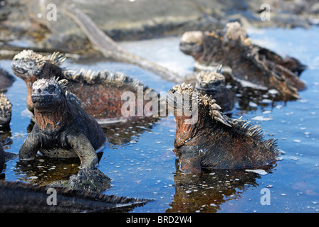 Marine Iguana  - Amblyrhynchus cristatus - bathing in the water, Ecuador, Galapagos Archipelago, Isabela Island Stock Photo