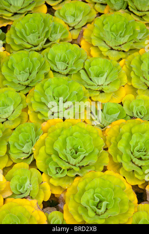 Water lettuce, Pistia stratiotes, Sabah, Borneo Stock Photo