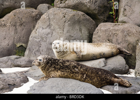 Two Common seals lying and looking Stock Photo - Alamy