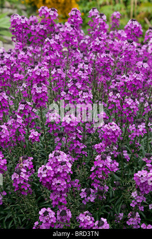 Mature example of Perennial wallflower Erysimum 'Bowles Mauve' in the border of an English garden. Stock Photo