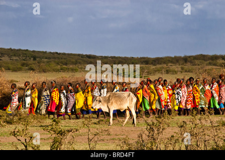 Masai women doing welcome dance with cattle grazing in the foreground, Masai Mara, Kenya, Africa Stock Photo