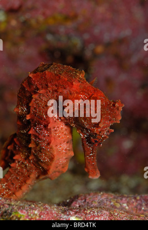 Red Pacific seahorse (Hippocampus ingens), close-up, , underwater view,, Ecuador, Galapagos Archipelago, Stock Photo
