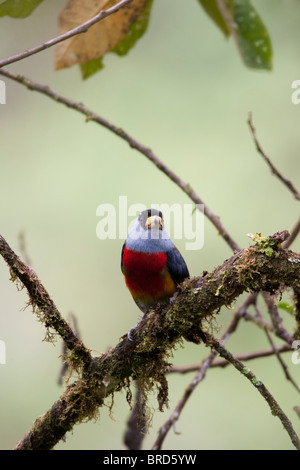 Toucan Barbet (Semnornis ramphastinus ramphastinus) Stock Photo