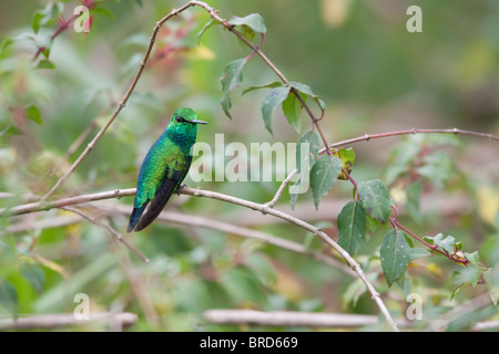 Western Emerald (Chlorostilbon melanorhynchus melanorhynchus), male. Stock Photo