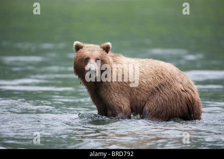 Brown bear fishing for salmon in a stream near Prince William Sound, Chugach Mountains, Chugach National Forest, Alaska, Stock Photo