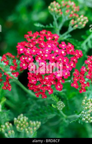 achillea millefolium paprika red yarrow flower bloom blossom herbaceous perennial summer flowering Stock Photo