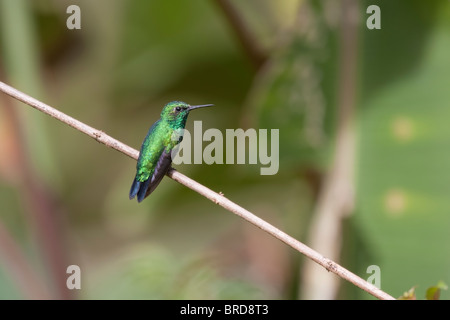 Western Emerald (Chlorostilbon melanorhynchus melanorhynchus), male. Stock Photo