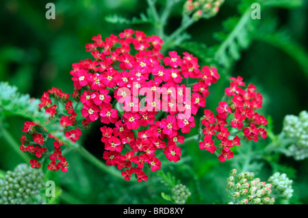 achillea millefolium paprika red yarrow flower bloom blossom herbaceous perennial summer flowering Stock Photo