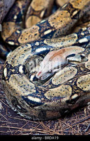 coiled Boa constrictor showing wonderful skin pattern Stock Photo