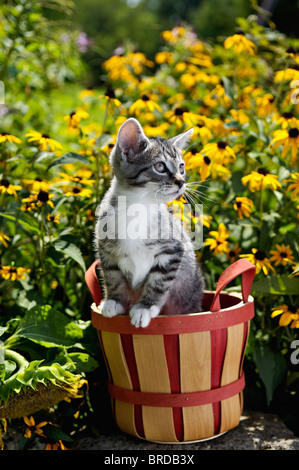 Gray Tabby Kitten in Garden with Black-eyed Susans Stock Photo