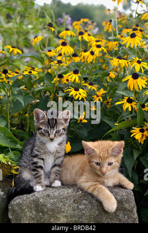 Gray and Orange Tabby Kittens in Garden with Black-eyed Susans Stock Photo
