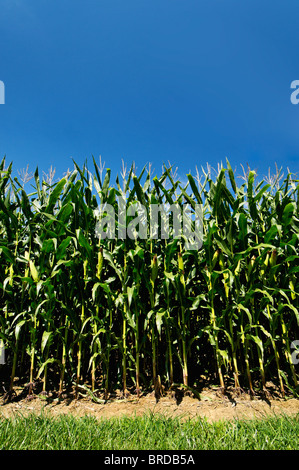 Corn in Field in Starlight, Indiana Stock Photo