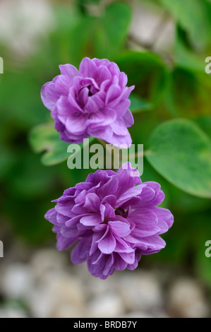 Anemonella thalictroides Oscar Schoaf pink Double Rue Anemone rosea flore pene Stock Photo