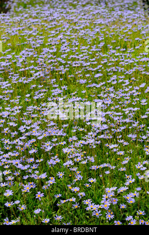 Felicia amelloides blue felicia bush shrubby marguerite daisy bush perennial evergreen shrublet blue flowers yellow centre Stock Photo