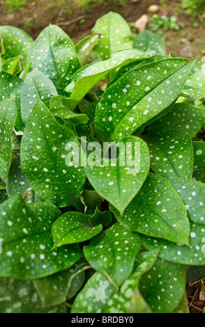 The silver spotted foliage of the Lungwort (Pulmonaria officinalis) plant in late summer, UK Stock Photo
