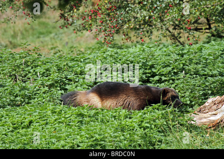 Wolverine (Gulo gulo) - largest member of weasel family Stock Photo