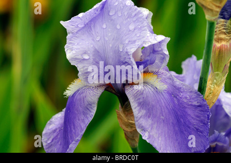 iris blue rhythm Bearded Iris germanica German Iris Rhizomatous cornflower blue colour color bloom flower blossom Stock Photo