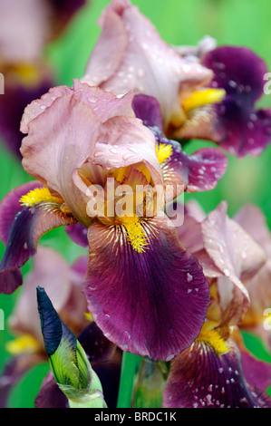 iris depute nomblot Bearded Iris germanica German Iris Rhizomatous pink purple yellow beard colour color bloom flower blossom Stock Photo