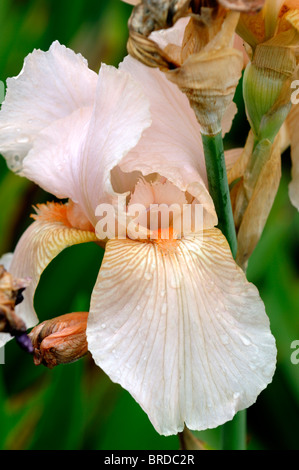 iris mulberry rose Bearded Iris germanica German Iris Rhizomatous Magenta Fuchsia (Red-Purple) colour color bloom flower blossom Stock Photo