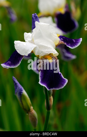 iris wabash Bearded Iris germanica German Iris Rhizomatous colour white and purple color bloom flower blossom Stock Photo